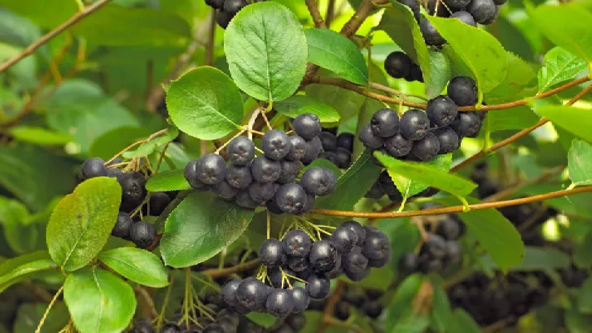 Чорноплодку треба садити перед зимою Чорноплодку треба садити перед зимою