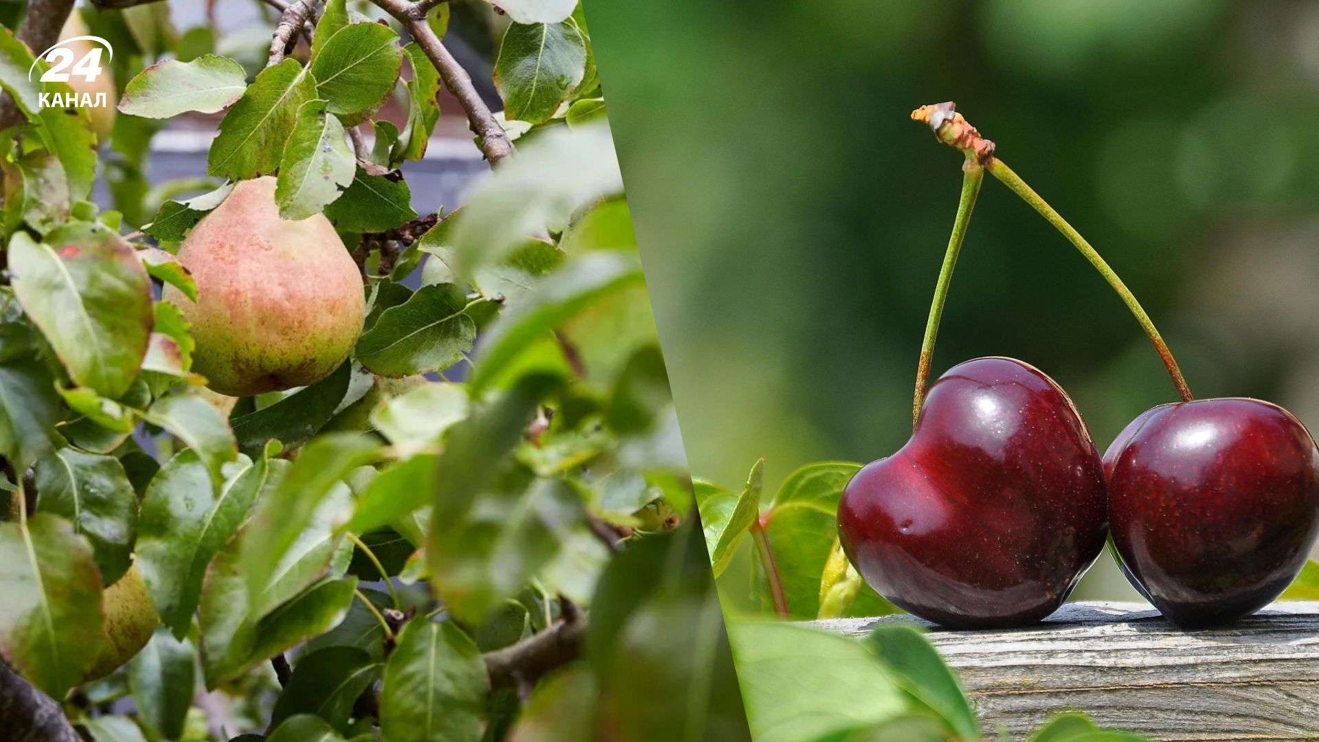 Обрезка осенью является опасной для некоторых деревьев Обрезка осенью является опасной для некоторых деревьев