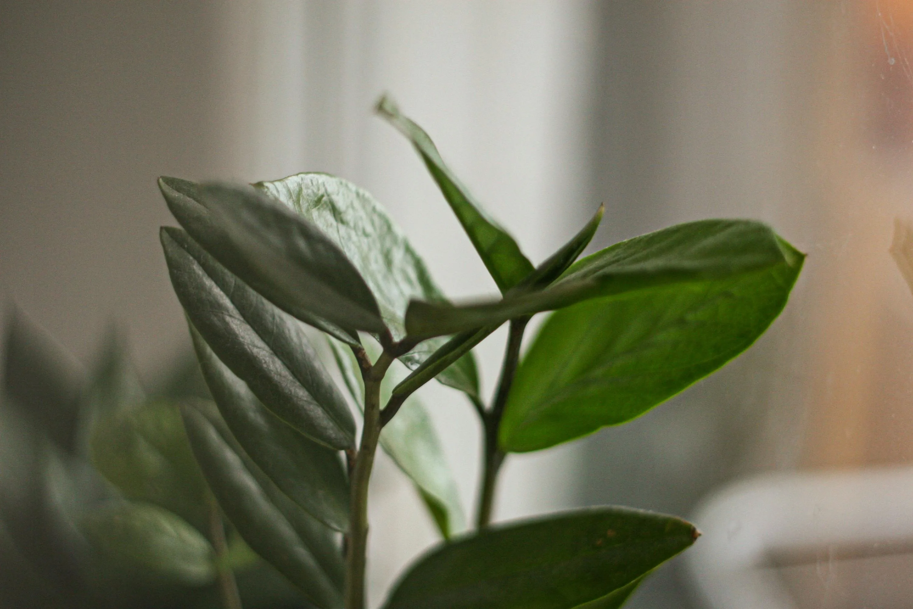 Какое удобрение подходит для замиокулькас Какое удобрение подходит для замиокулькас