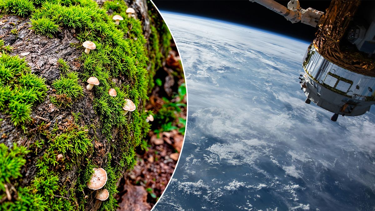 Спори моху виживали у відкритому космосі протягом дев'яти місяців Спори моху виживали у відкритому космосі протягом дев'яти місяців