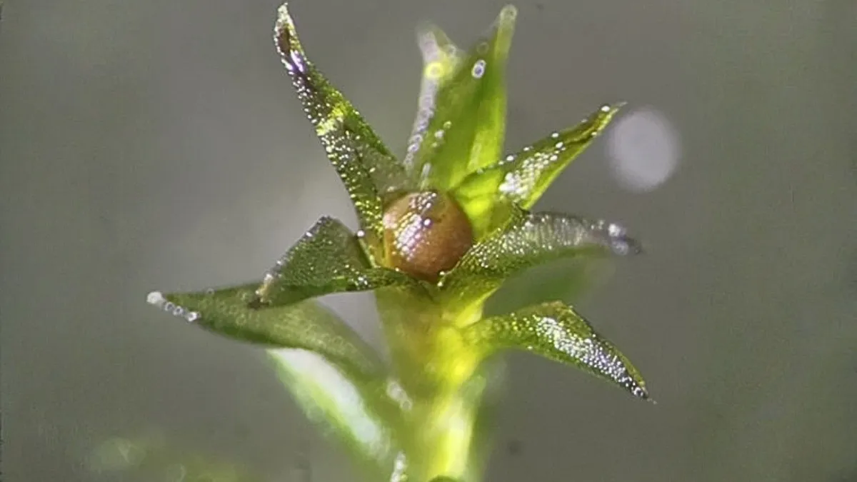 Коричневі капсули, що містять спори (у центрі цієї рослини), були піддані впливу космосу Коричневі капсули, що містять спори (у центрі цієї рослини), були піддані впливу космосу