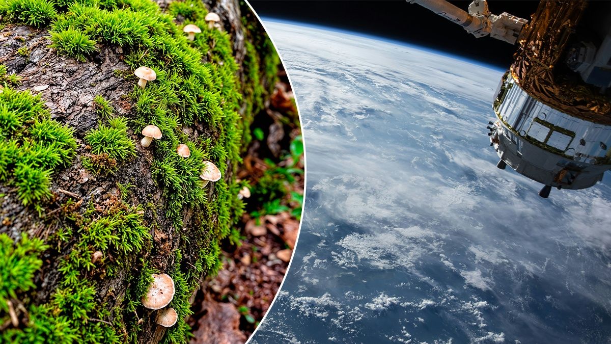 Споры мха выживали в открытом космосе в течение девяти месяцев