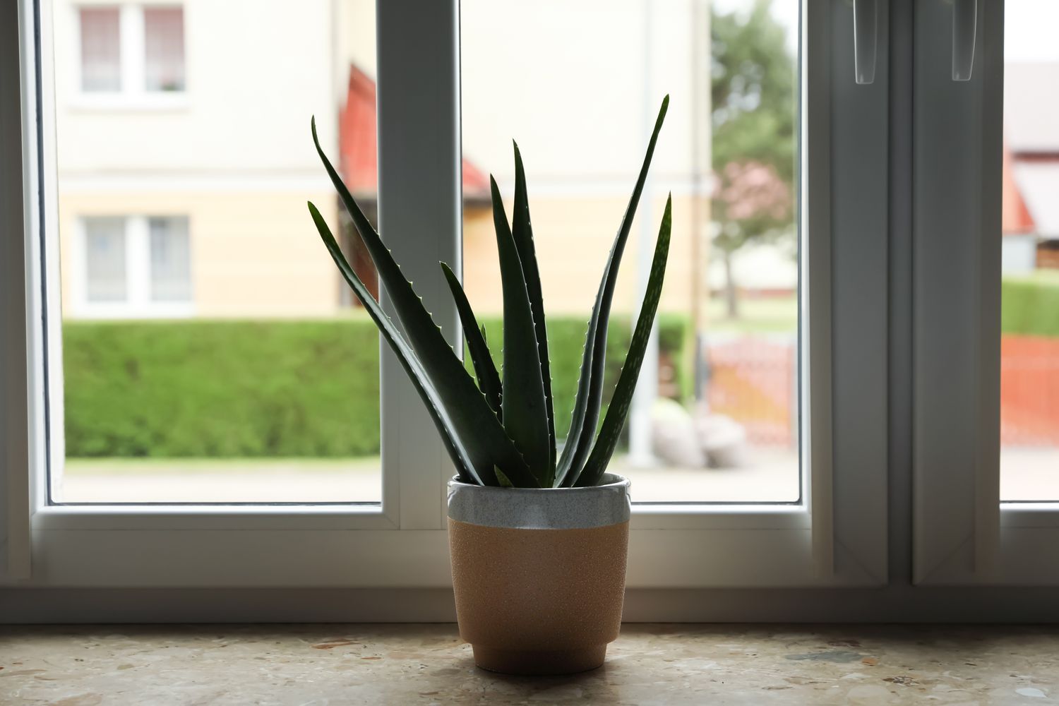 Чи можна ставити кімнатні рослини на підвіконня поверх батарей Чи можна ставити кімнатні рослини на підвіконня поверх батарей