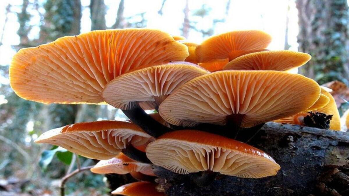 Есть ли грибы в декабре - какие грибы можно собирать зимой, есть ли опята в декабре