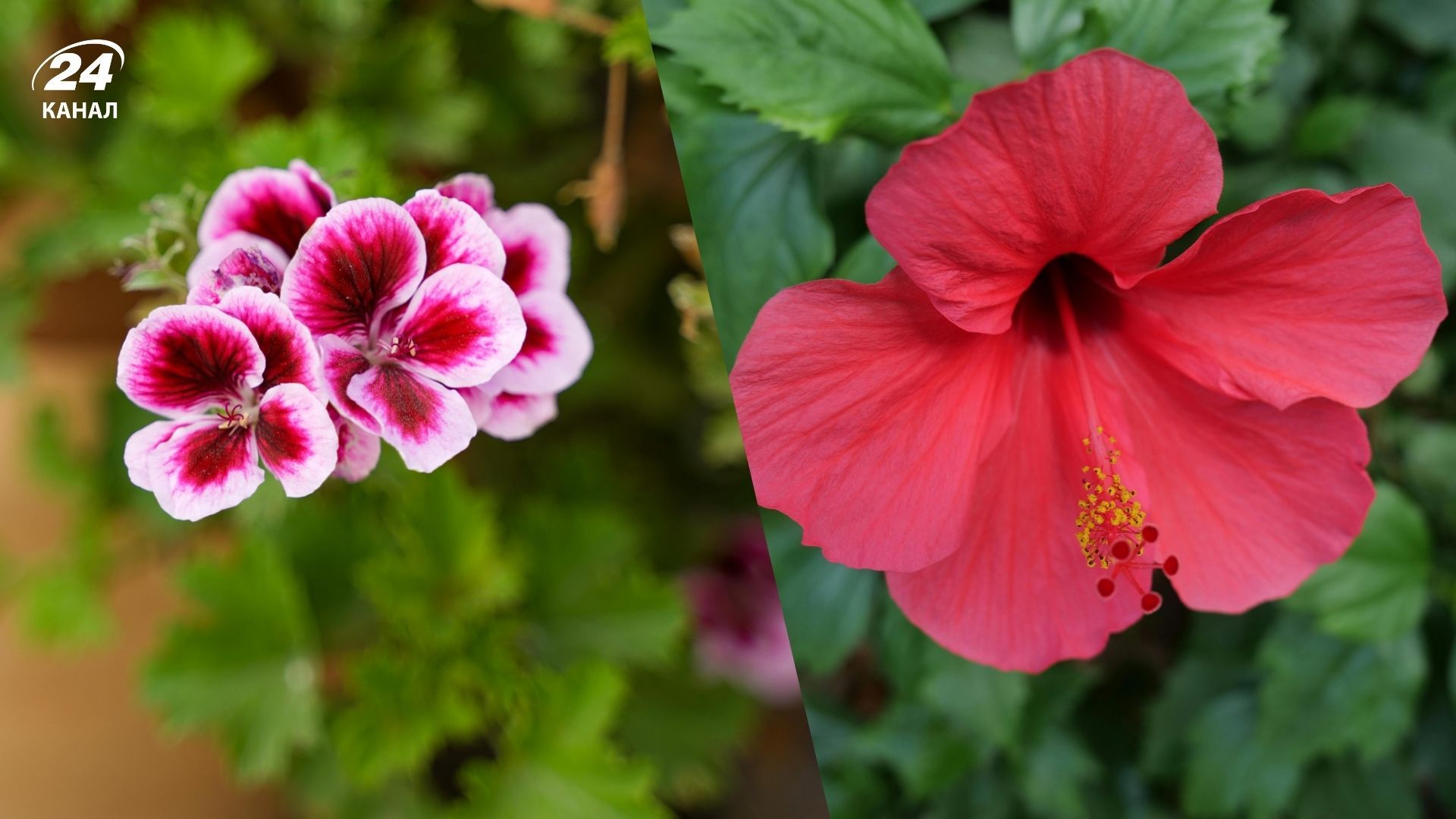 Многие садовые растения можно выращивать дома Многие садовые растения можно выращивать дома