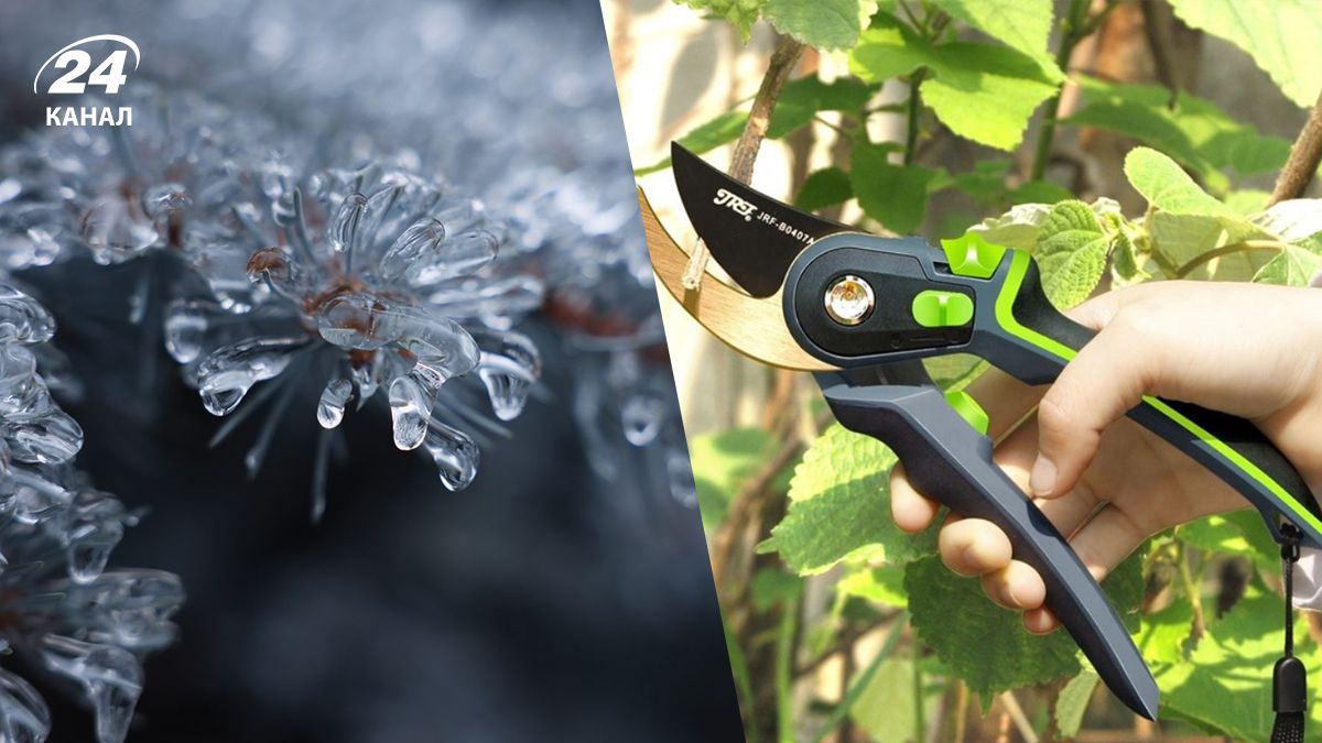 Топ-3 деревьев во дворе, которые обязательно надо обрезать до зимних морозов Топ-3 деревьев во дворе, которые обязательно надо обрезать до зимних морозов