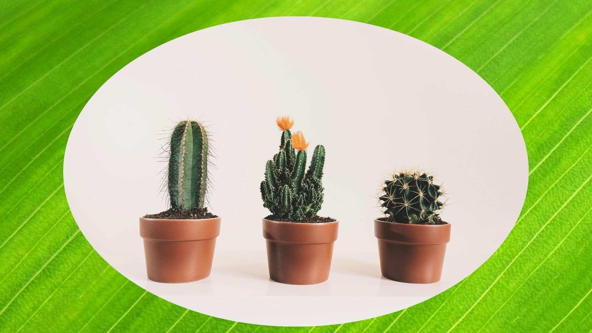 Неправильный уход может убить кактусы Неправильный уход может убить кактусы