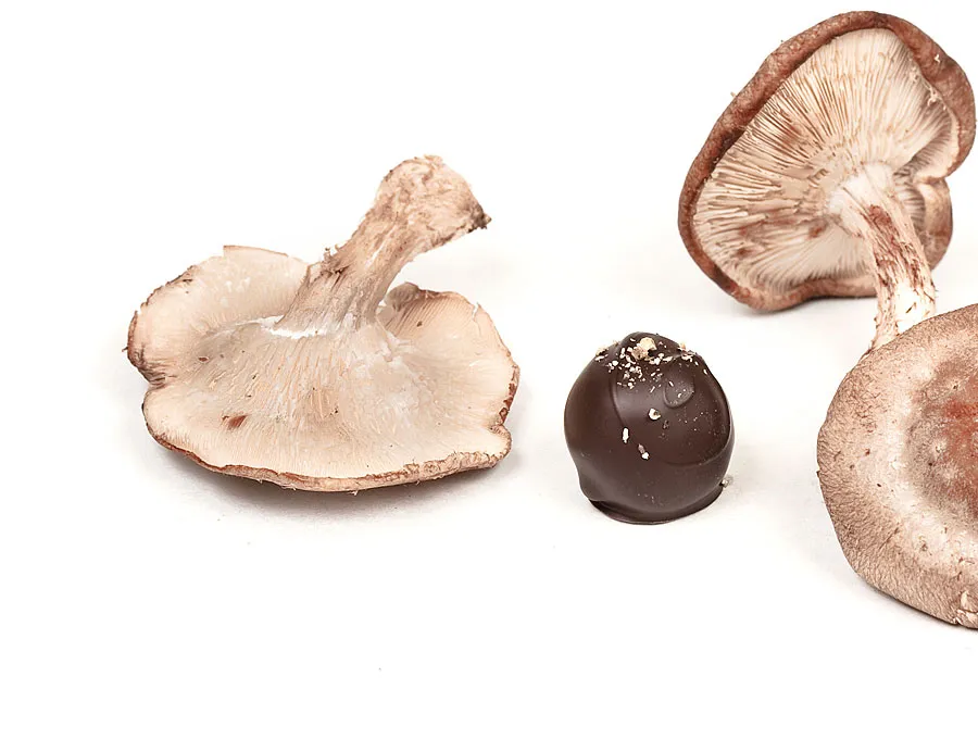 Грибы шиитаке трюфель шоколад США самый странный шоколад в мире Грибы шиитаке трюфель шоколад США самый странный шоколад в мире