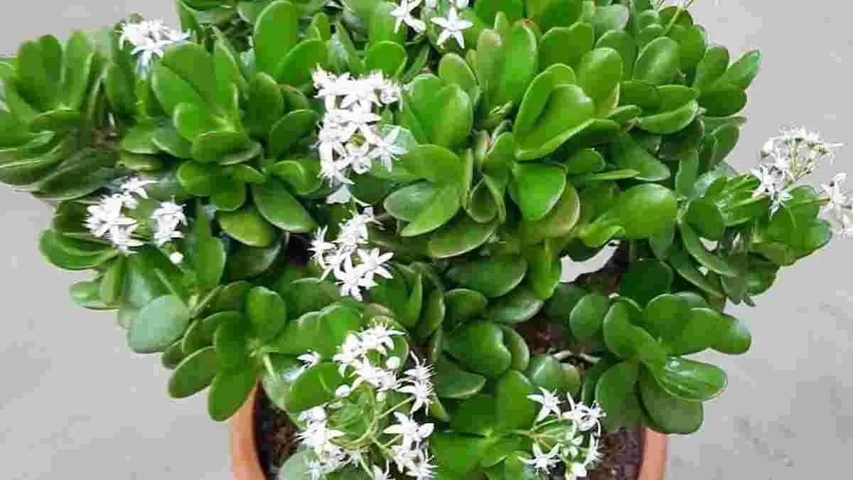 грошове дерево