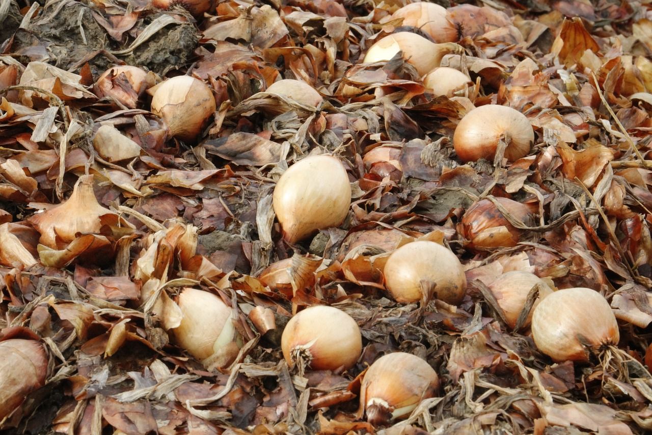 Лук оставляют на полях Лук оставляют на полях