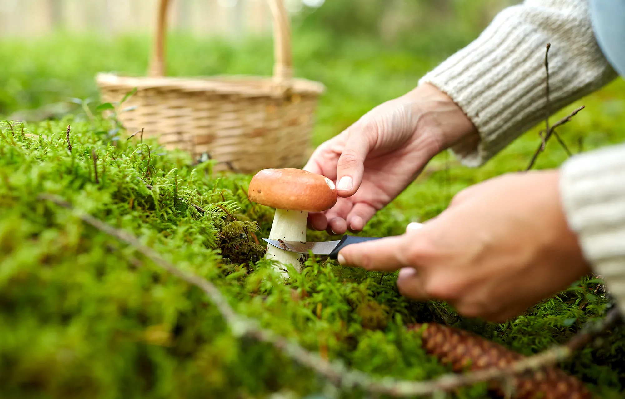 Осінь – сезон грибів у Польщі 