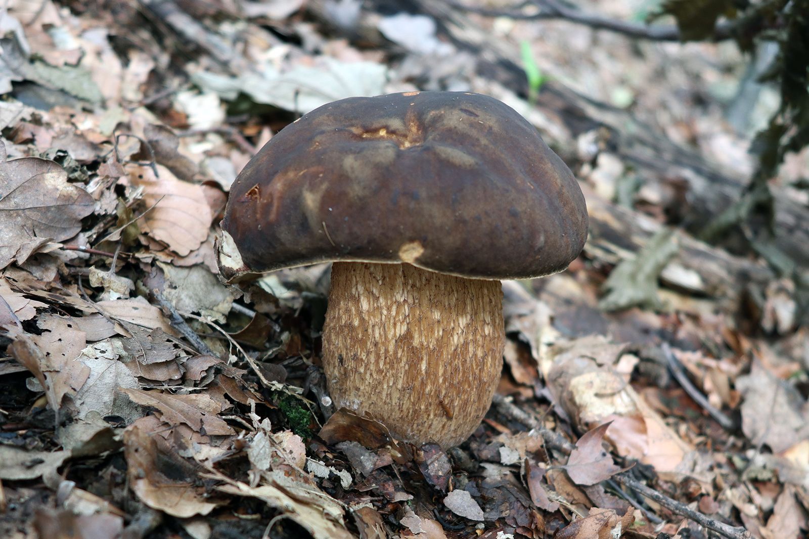 Боровик бронзовый