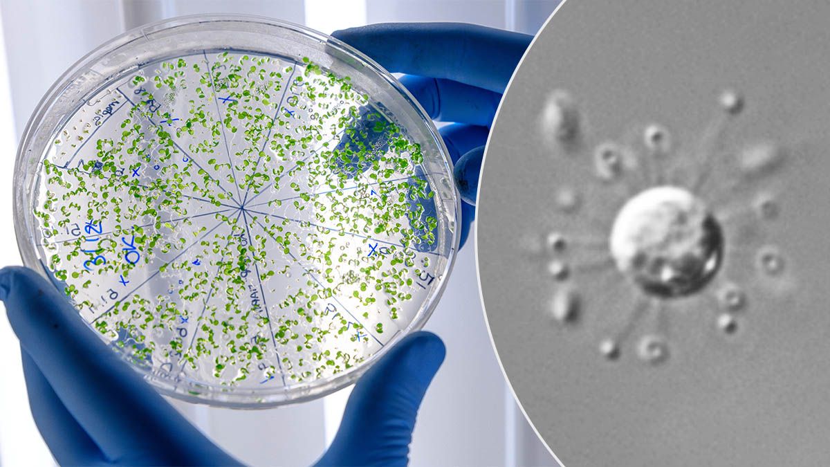 Уникальный микроорганизм меняет представление об эволюции