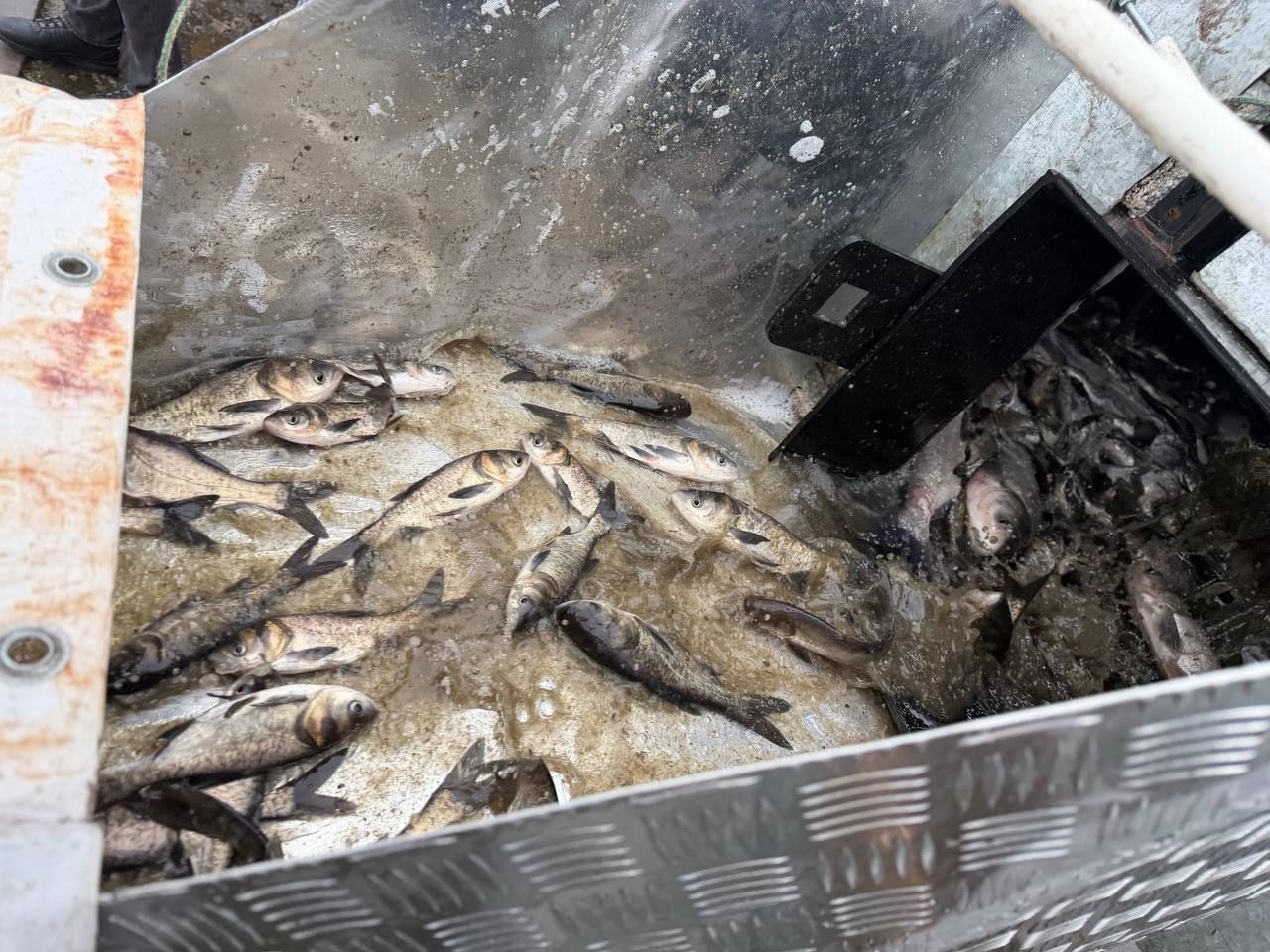 Малька випускають у воду Малька випускають у воду