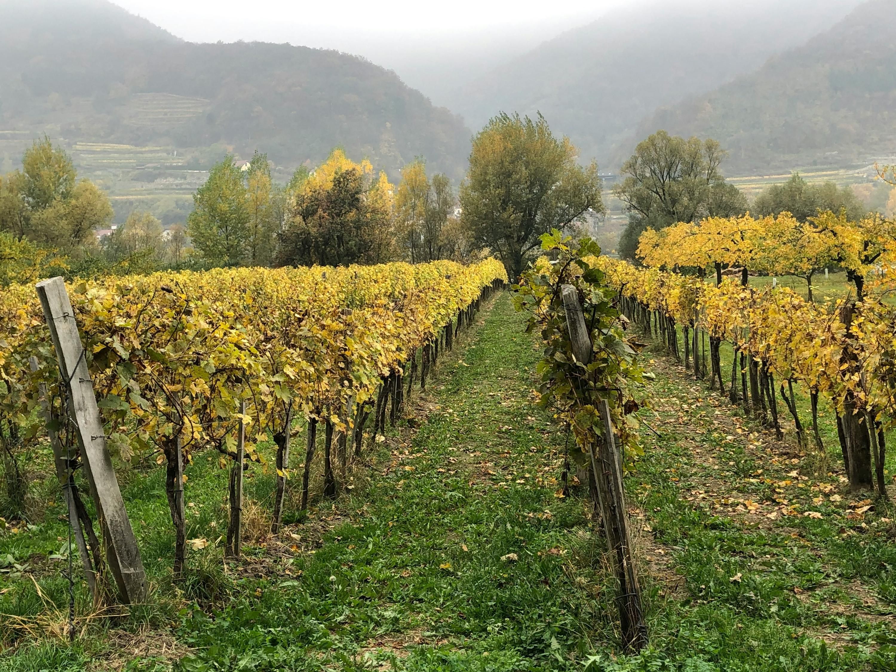 Французи викорчовують виноградники Французи викорчовують виноградники