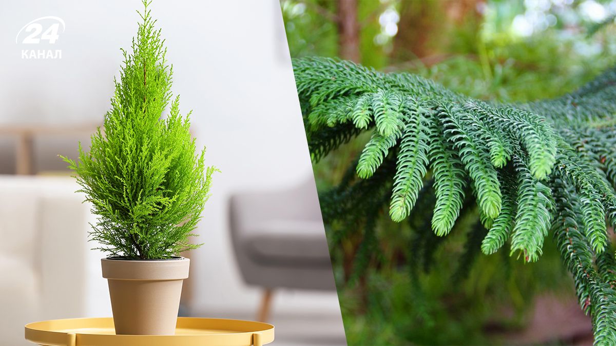 Альтернатива ялинці - які ще дерева можна прикрасити на свята