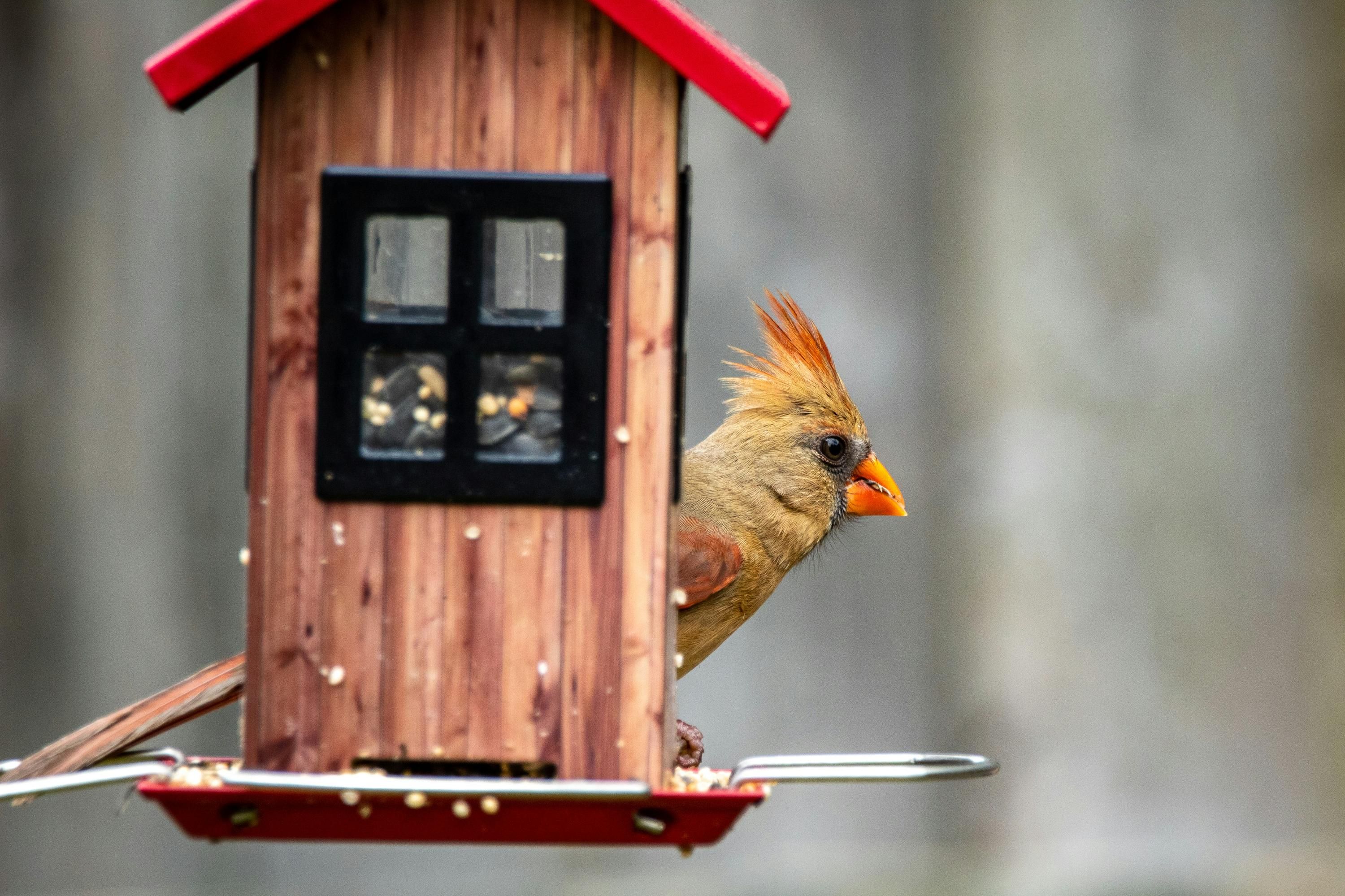 Годівничка для птахів своїми руками - як легко зробити годівничку