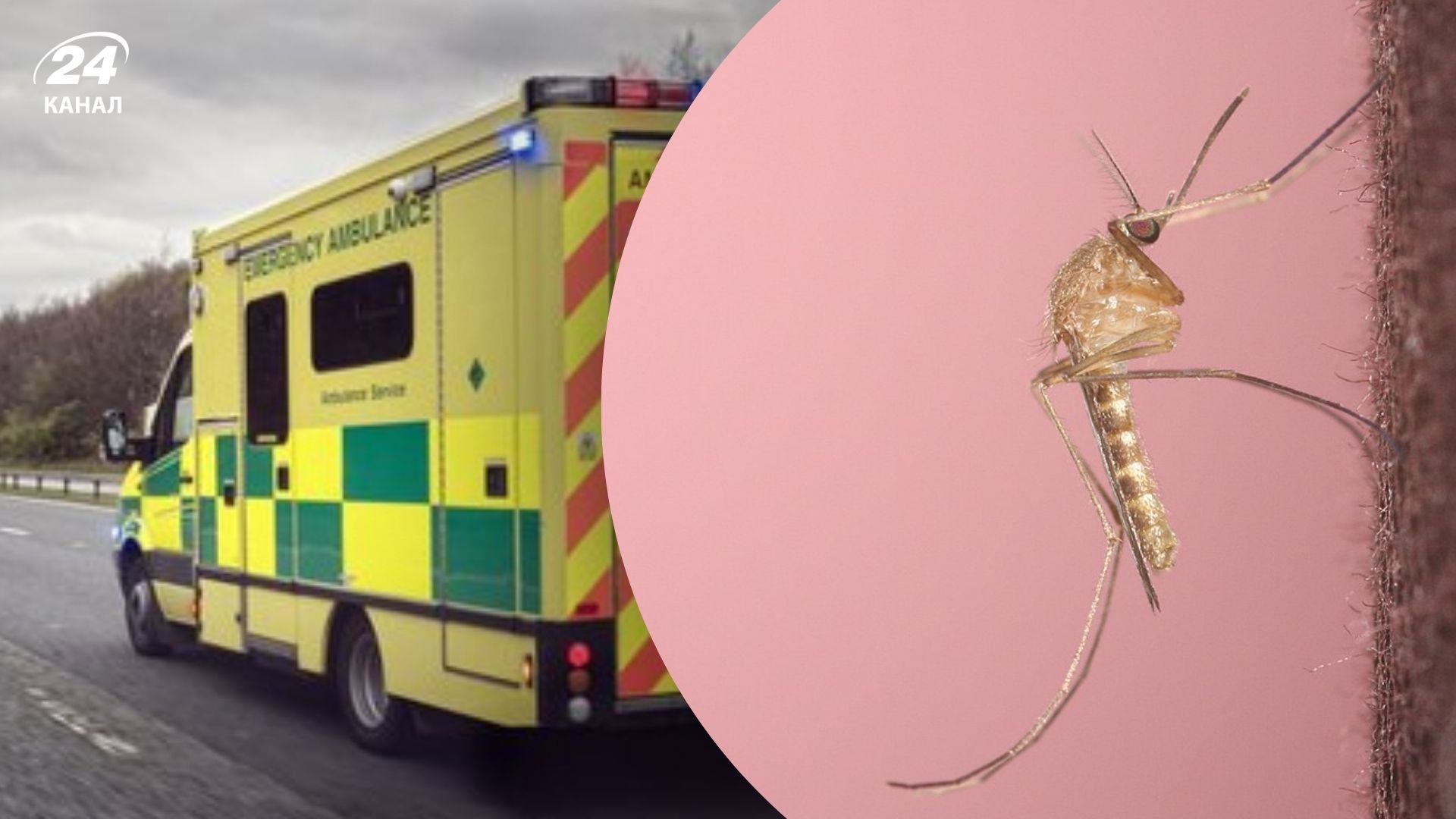 На Львовщине обнаружили лихорадку Денге