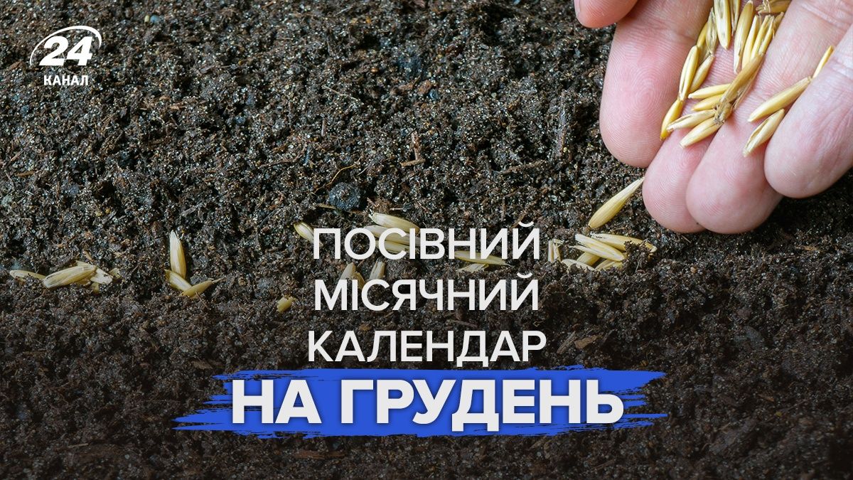 Посівний календар на грудень 2025