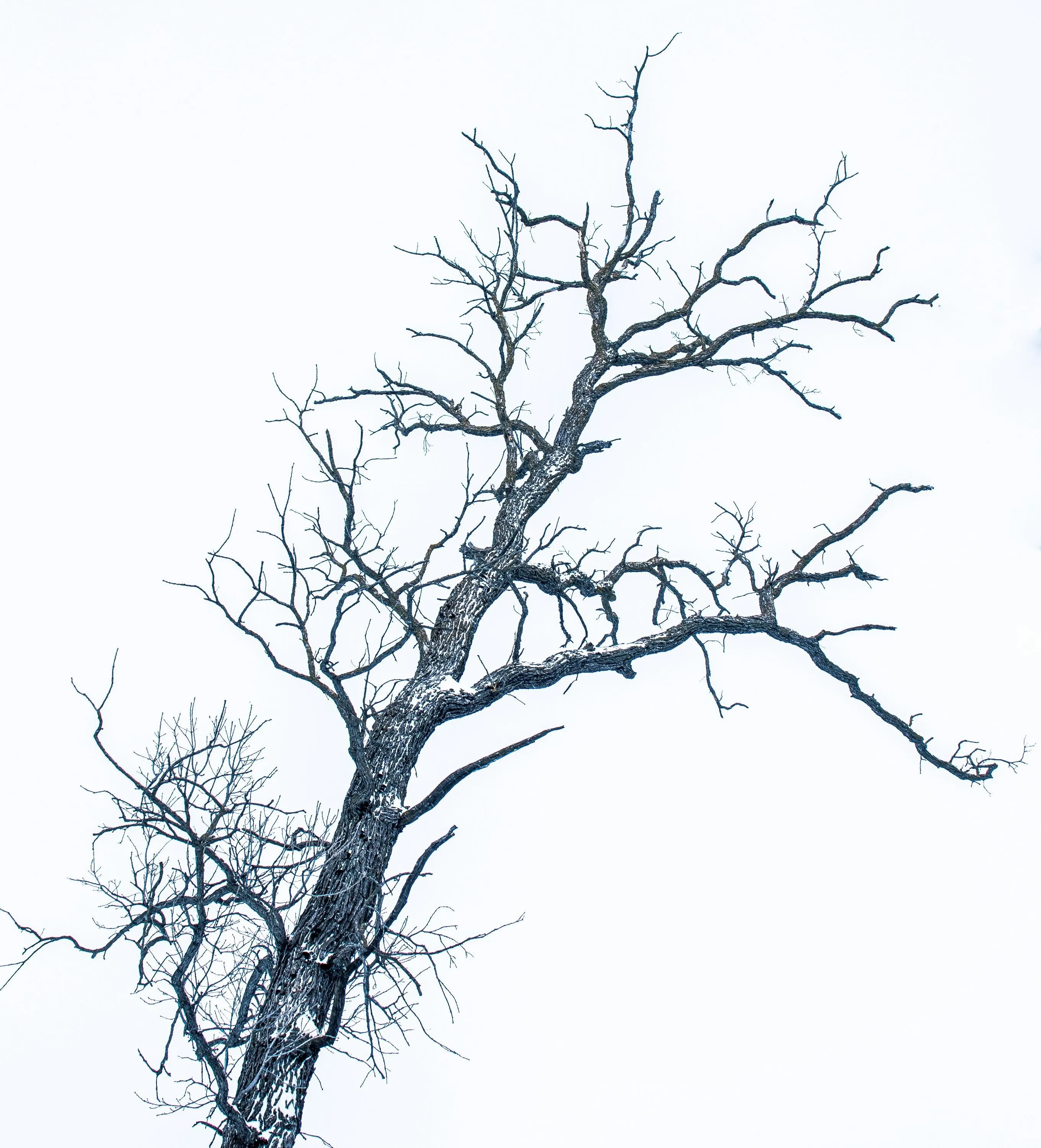 Чи варто обрізати дерева зимою