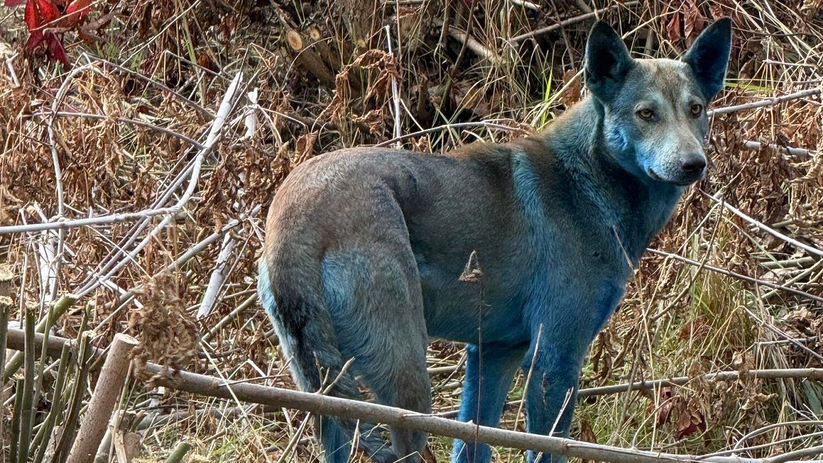 Таємниці чорнобильських псів