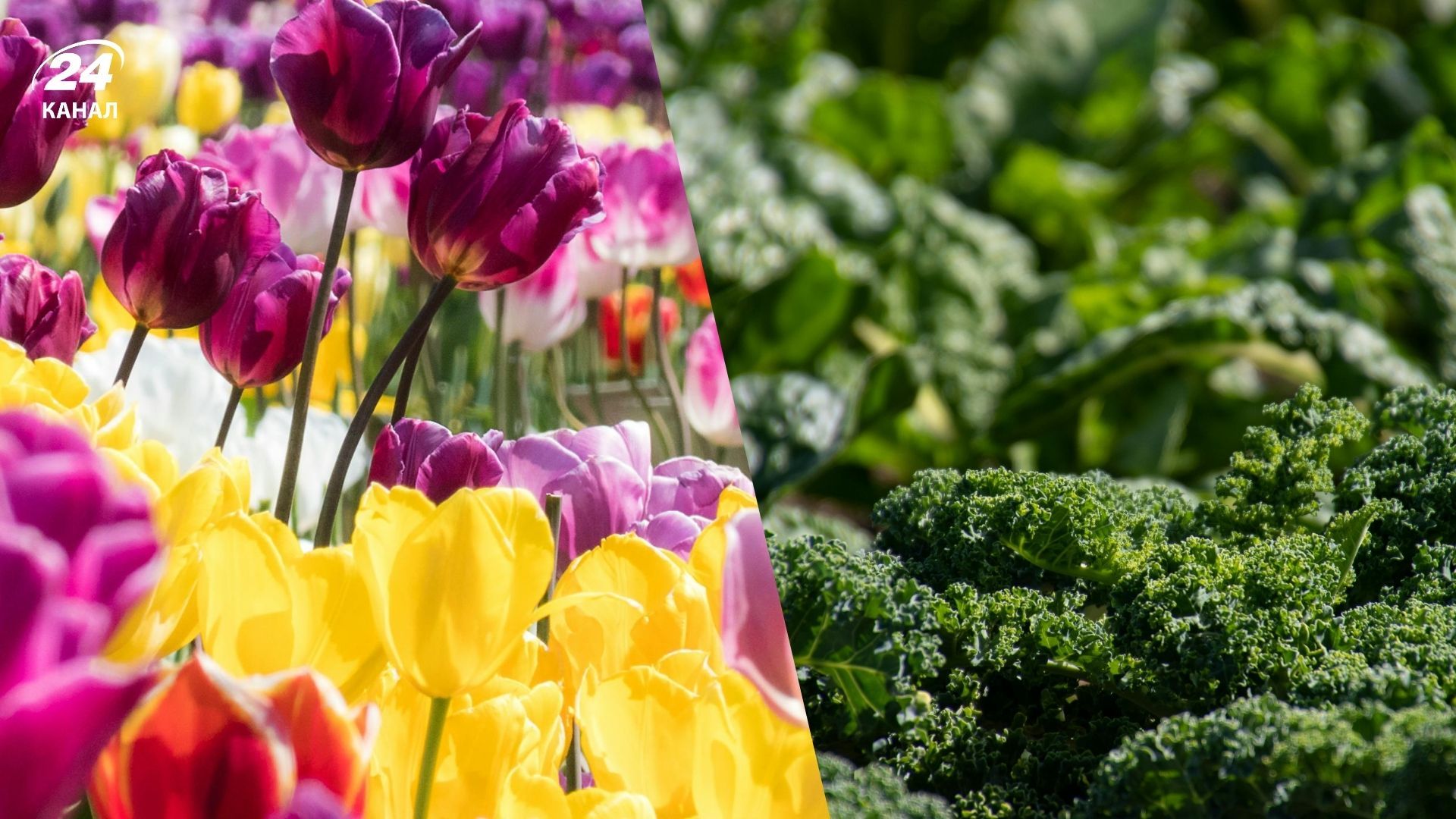 Деякі рослини можна висаджувати у грудні Деякі рослини можна висаджувати у грудні