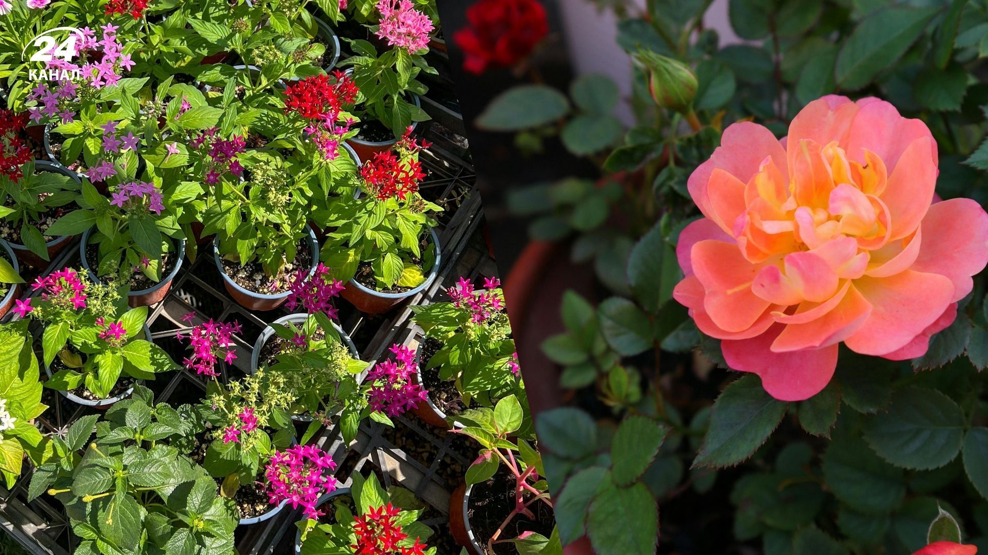 Защитить уличные растения в горшках можно сгруппировав их вместе Защитить уличные растения в горшках можно сгруппировав их вместе