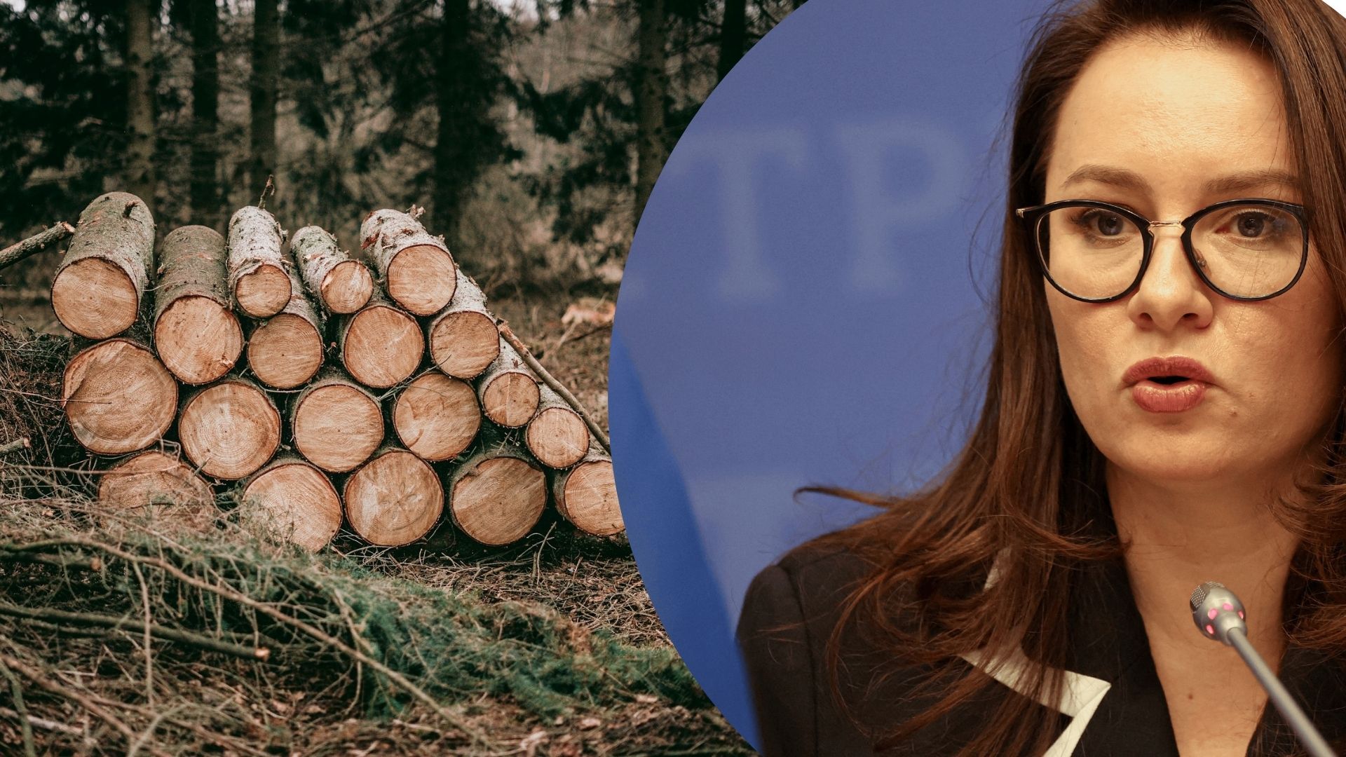 Кабінет експортера деревини