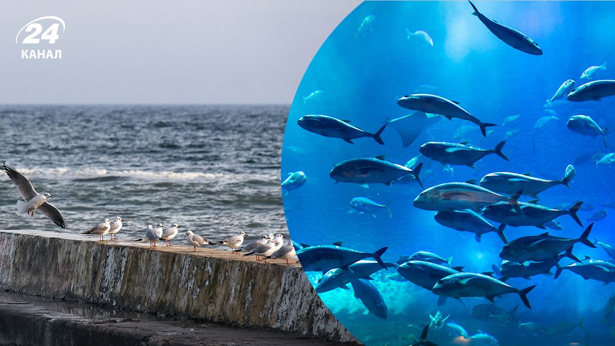 Росія планує злочин проти країн НАТО, Чорне море може стати безрибним - новини України - 24 Канал Росія планує злочин проти країн НАТО, Чорне море може стати безрибним - новини України - 24 Канал