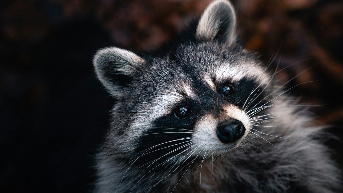 Еноты в городах становятся домашними животными, что отражается на их внешности Еноты в городах становятся домашними животными, что отражается на их внешности