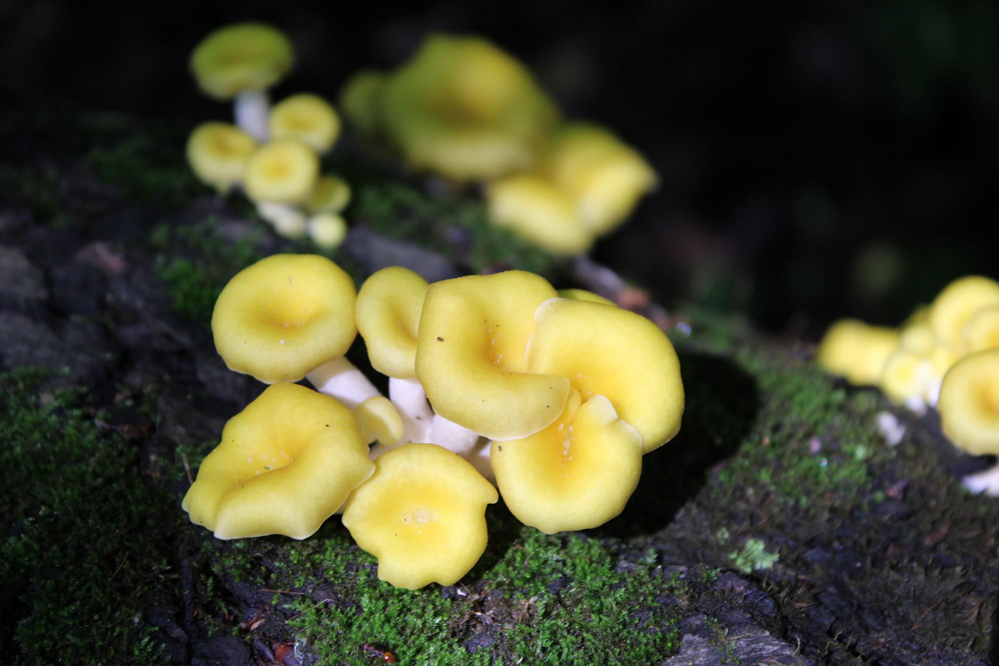 Інвазивна "золота" глива захоплює американські ліси Інвазивна "золота" глива захоплює американські ліси