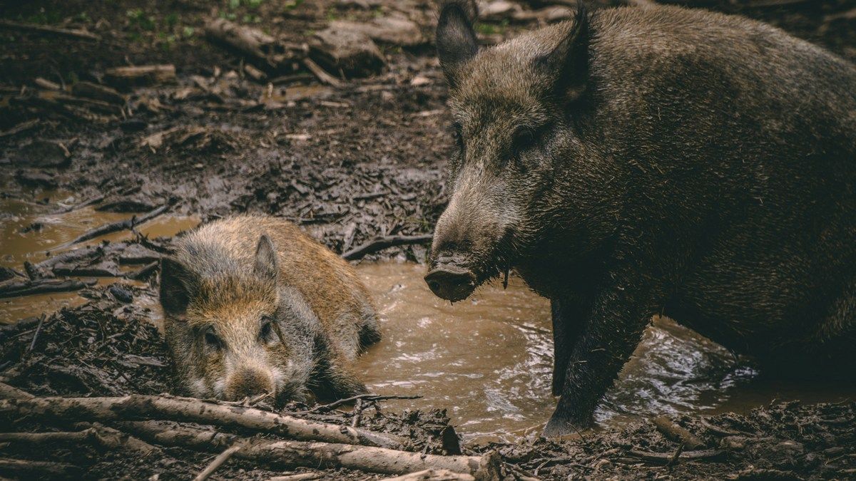 Дикие свиньи с синим мясом в Калифорнии – причины и опасность Дикие свиньи с синим мясом в Калифорнии – причины и опасность