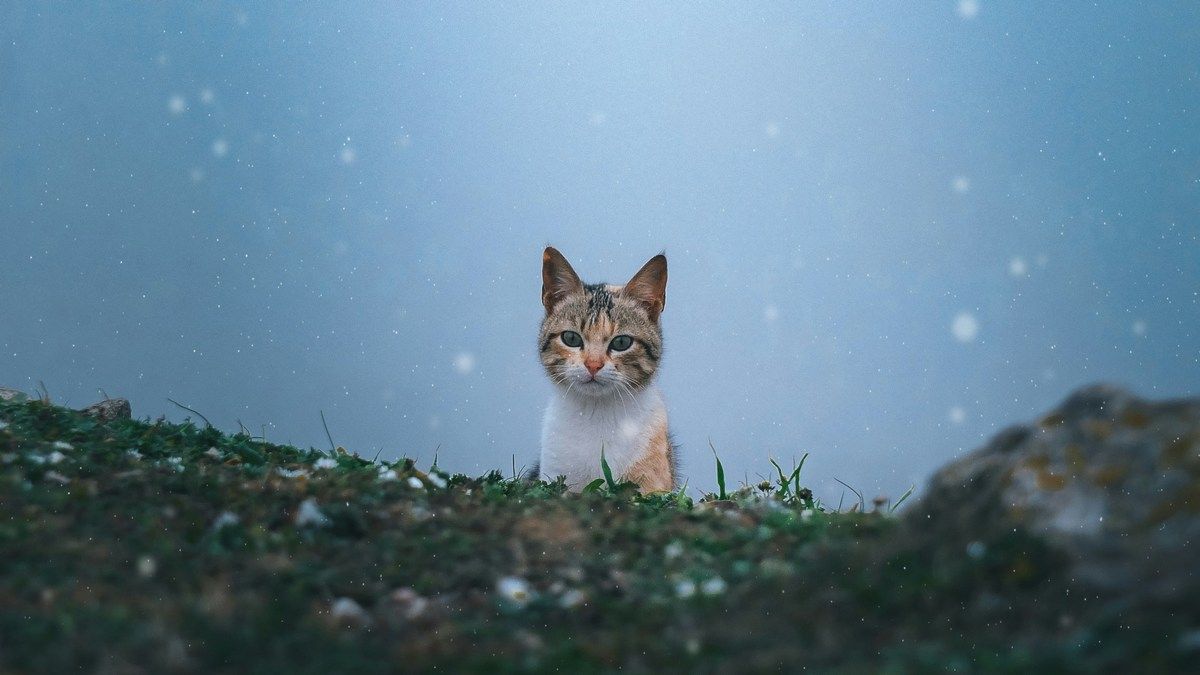 Коты мурлыкают чаще для мужчин чем для женщин Коты мурлыкают чаще для мужчин чем для женщин