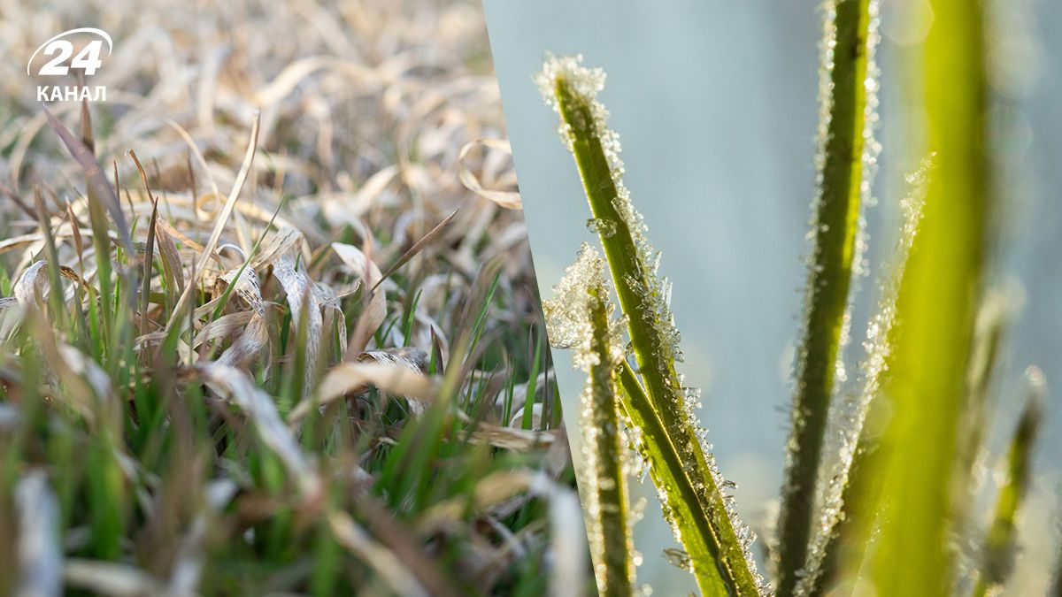 Уход за газоном - как правильно ухаживать за газоном в зимний период Уход за газоном - как правильно ухаживать за газоном в зимний период