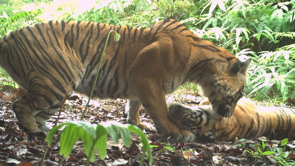 Суматранські тигри отримали шанс на виживання – популяція збільшується