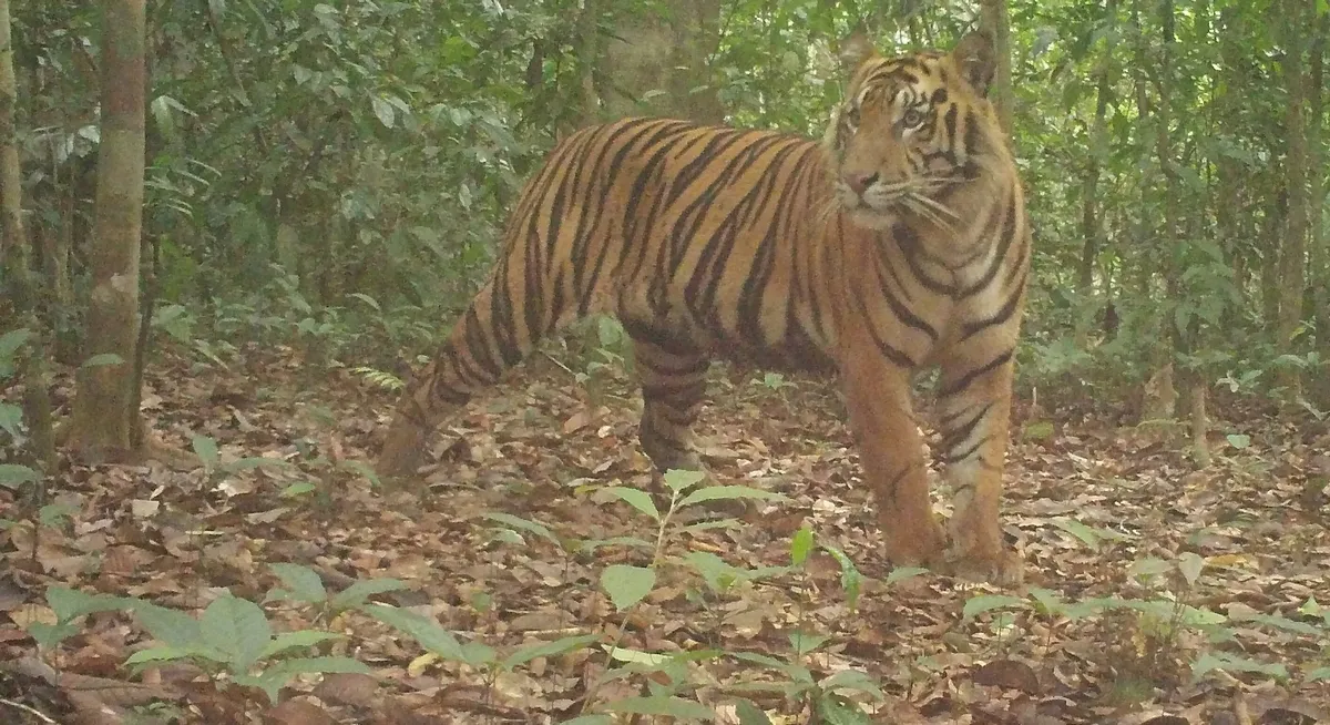 Один з  тигрів, якого зафіксували камери