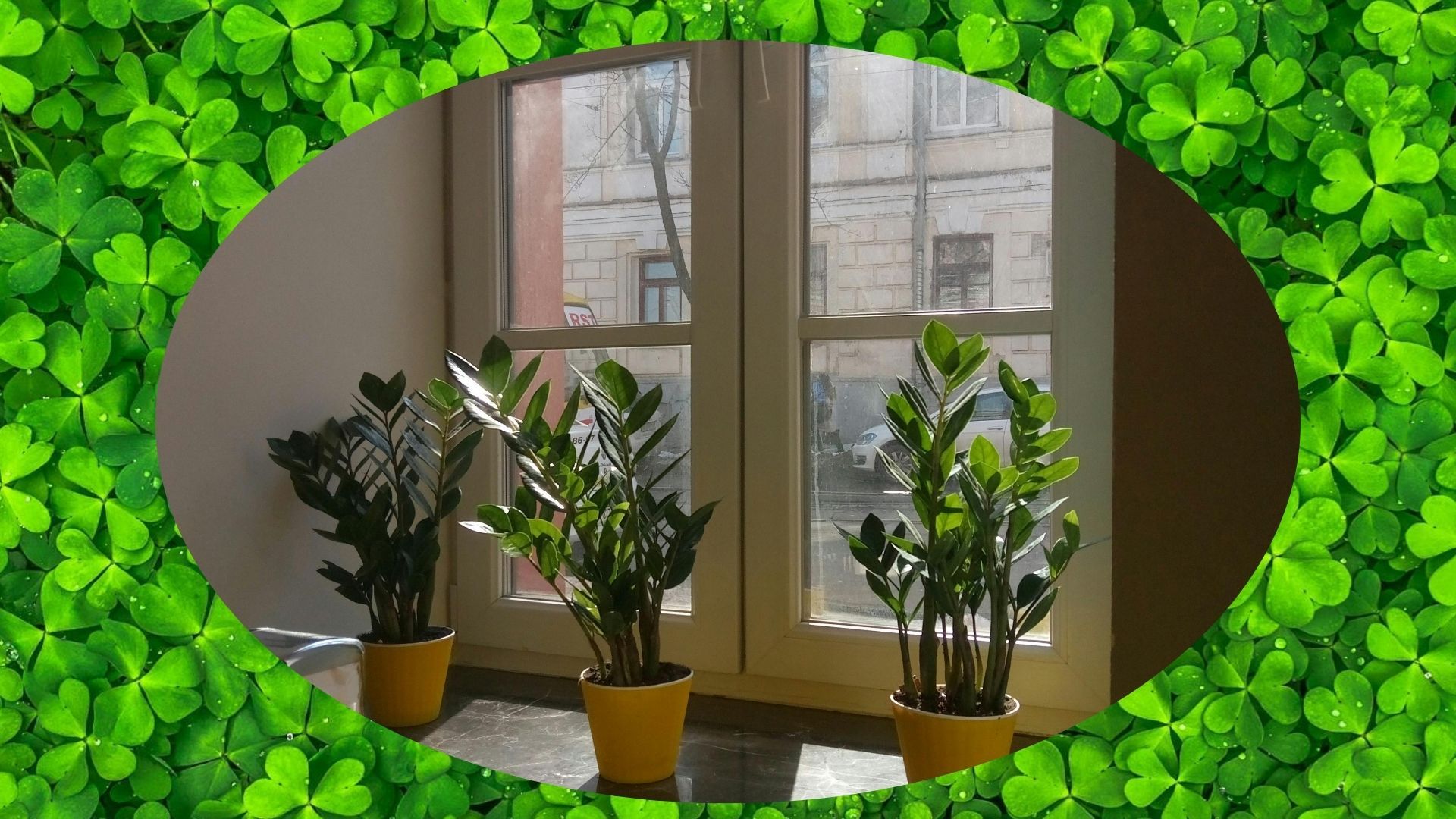 Холод і тепло однаково небезпечні для кімнатних рослин взимку Холод і тепло однаково небезпечні для кімнатних рослин взимку