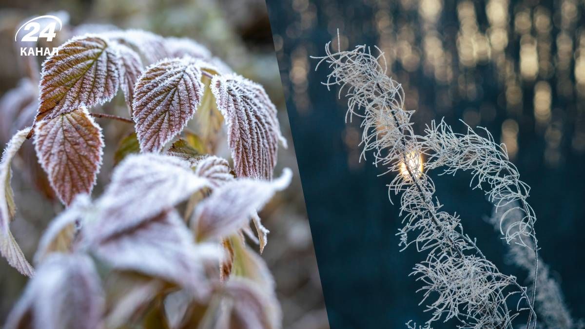 Сильных морозов не прогнозируют - 24 Канал