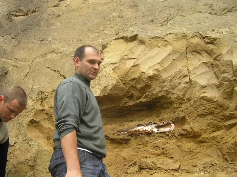 Бивень мамонта Дубовцы Ивано-Франковская область Бивень мамонта Дубовцы Ивано-Франковская область