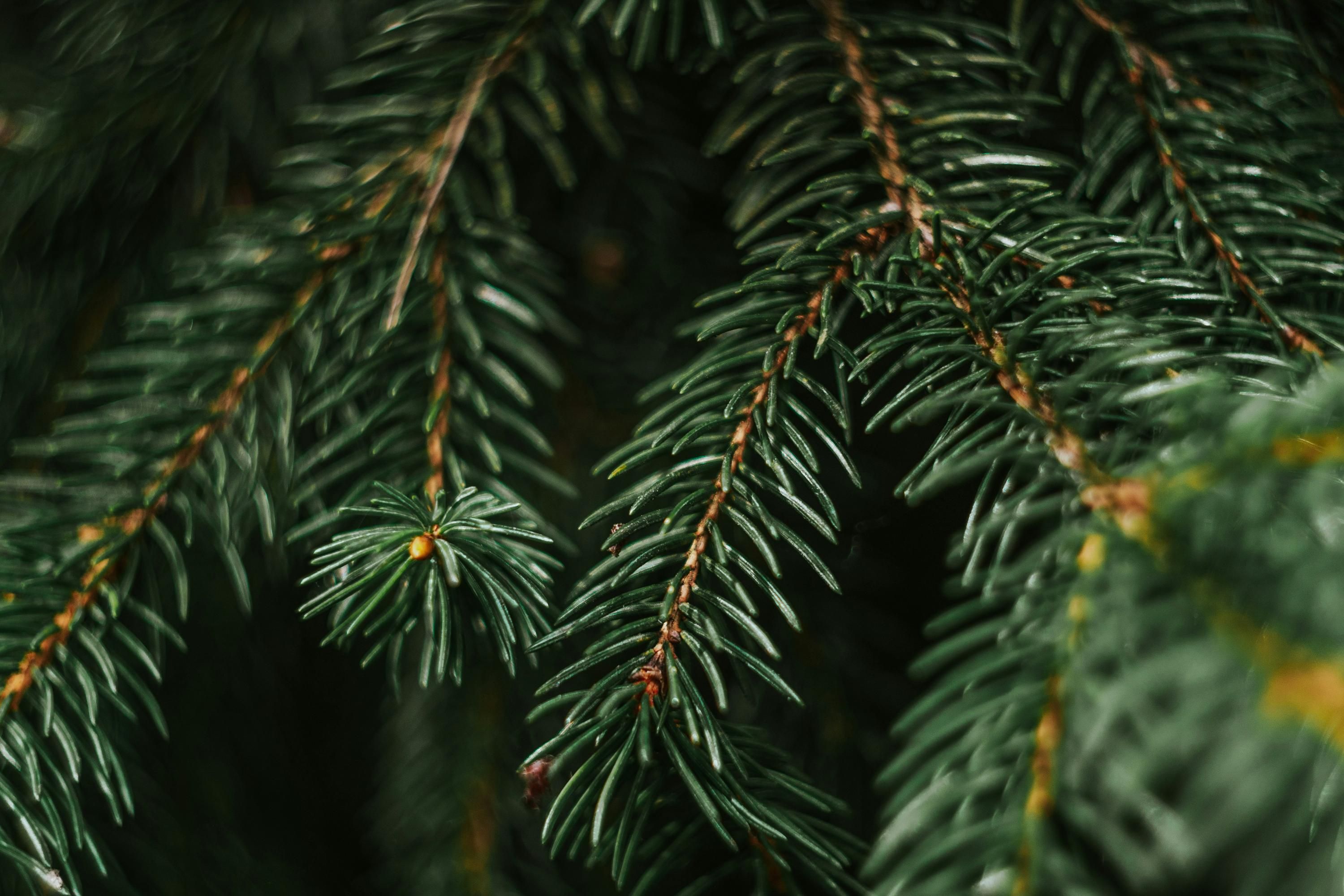 Как отличить ель от елки - какие деревья берут на рождественскую елку Как отличить ель от елки - какие деревья берут на рождественскую елку