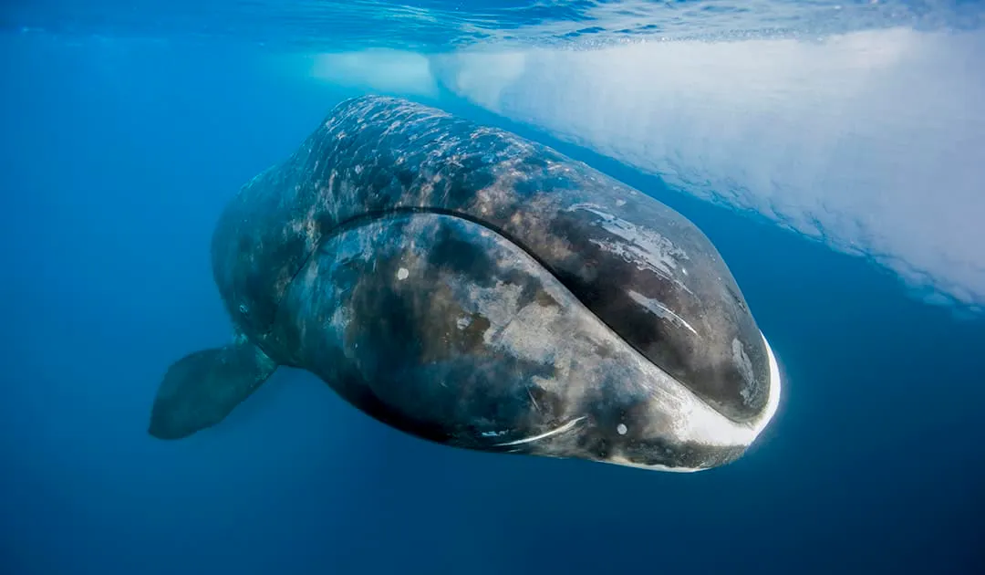 Гренландський кит найстаріші тварини. що живуть на Землі Гренландський кит найстаріші тварини. що живуть на Землі