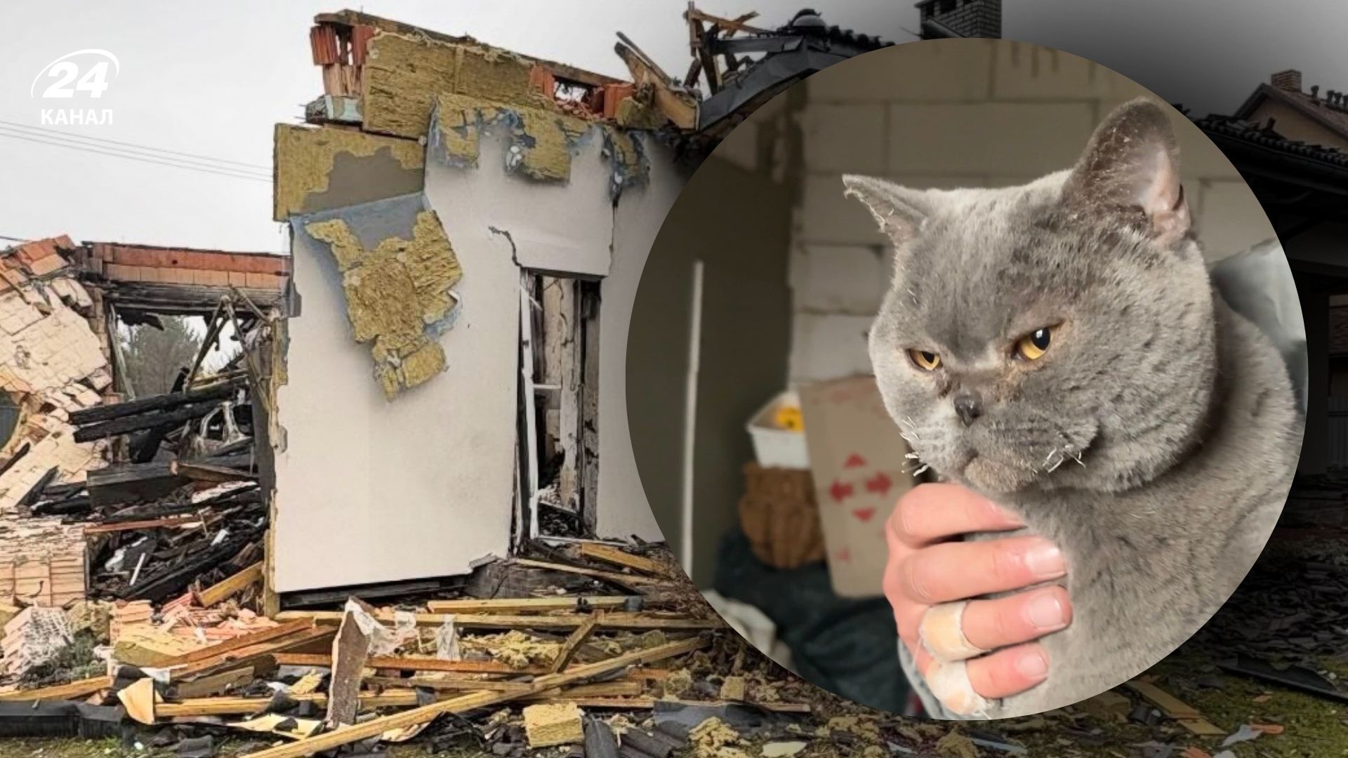 Під завалами зруйнованого будинку знайшли кішку