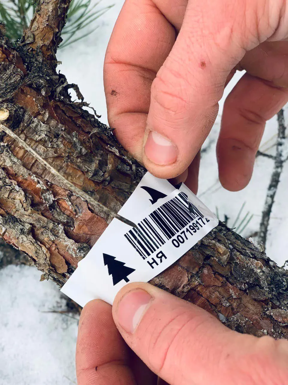 Як купити легальну ялинку