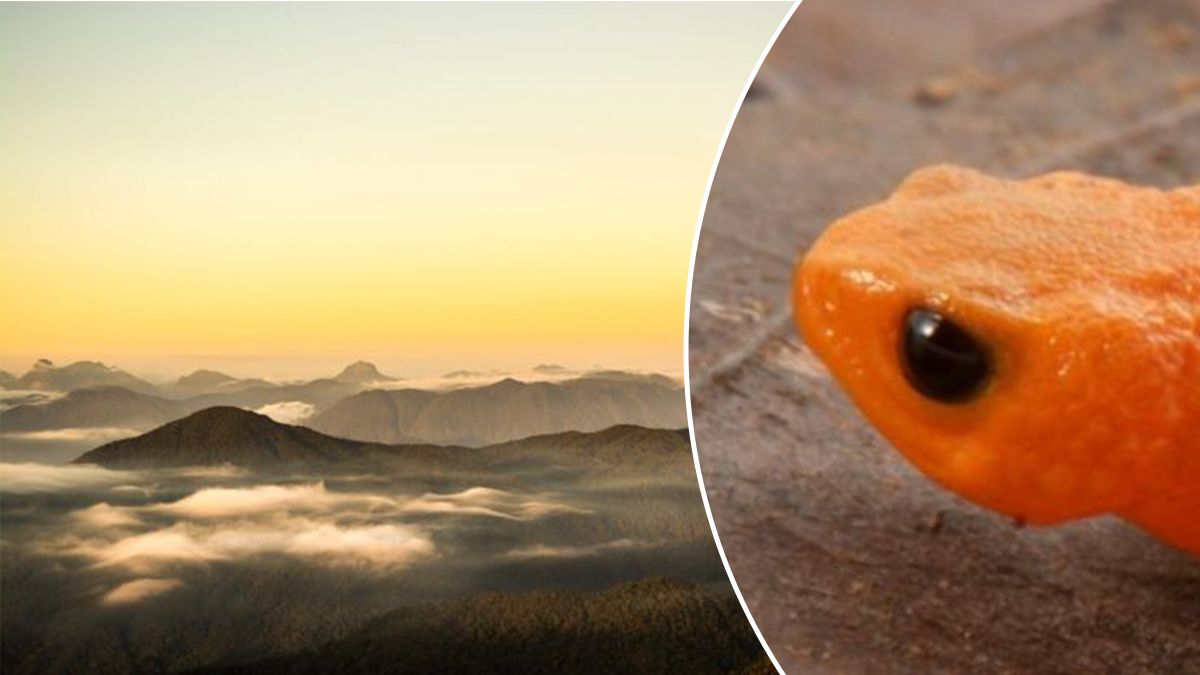 Її почули раніше, ніж побачили – новий вид помаранчевих жаб назвали на честь президента Бразилії Її почули раніше, ніж побачили – новий вид помаранчевих жаб назвали на честь президента Бразилії