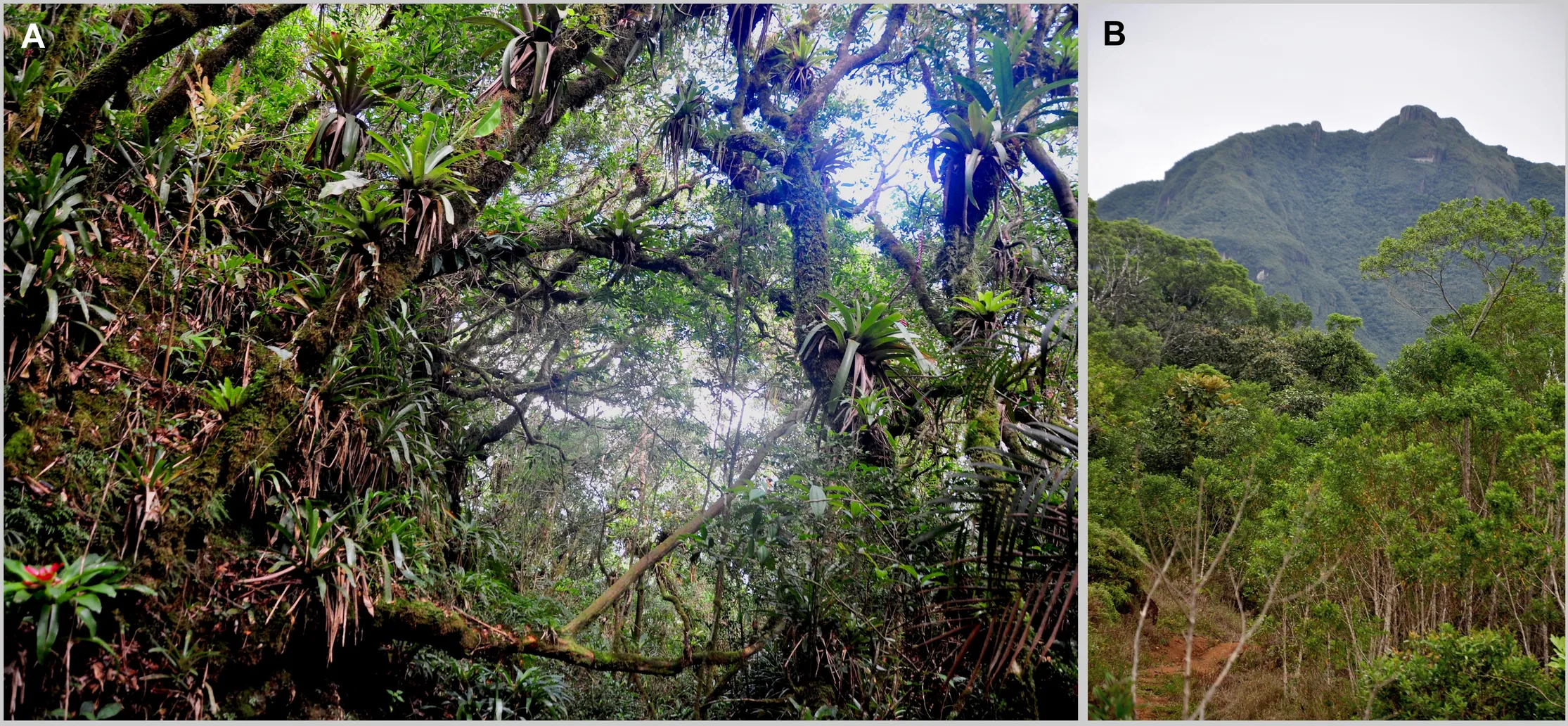 Типичный ареал обитания B. lulai