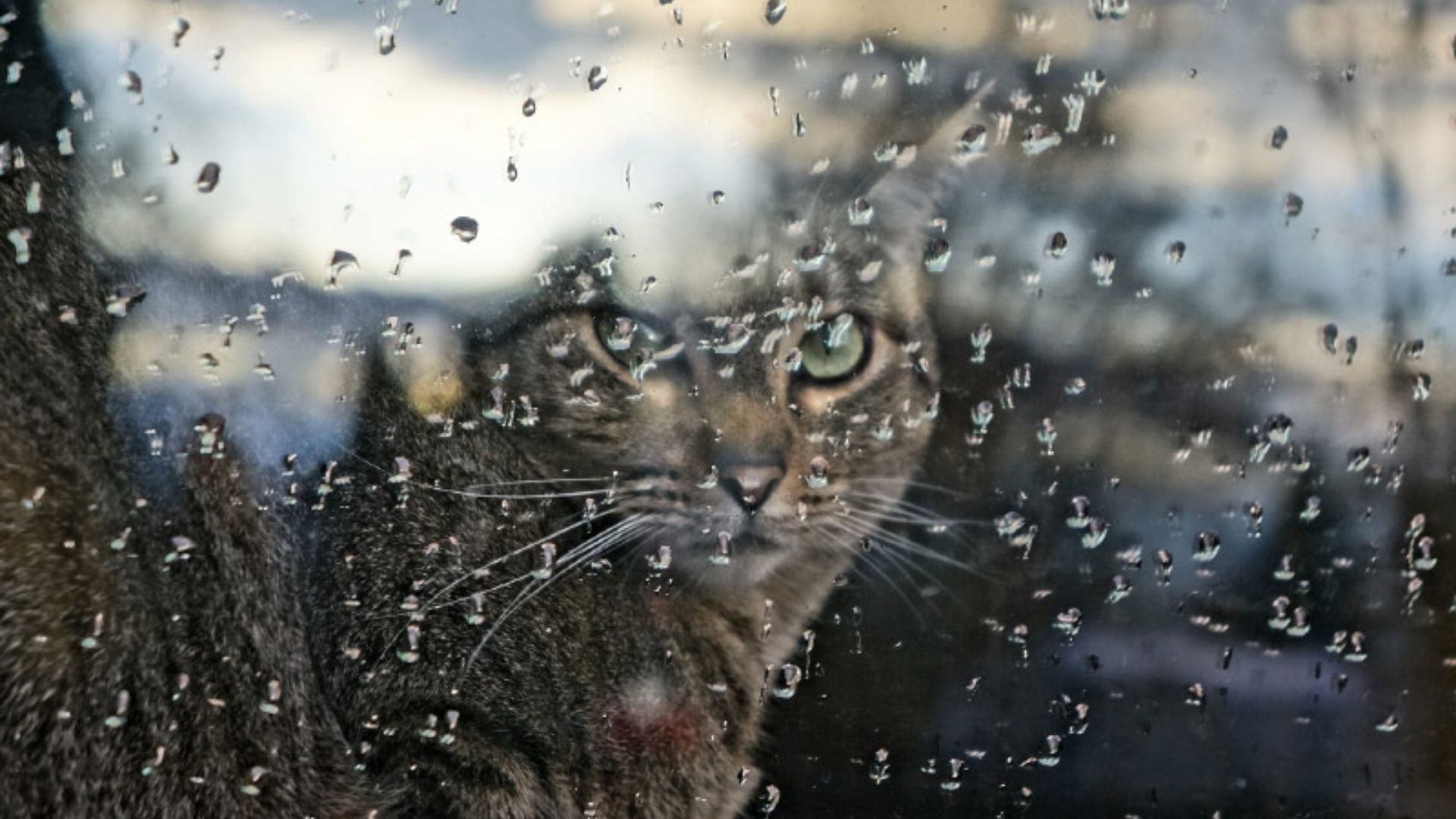 Погода в Україні 12 грудня 2025 Погода в Україні 12 грудня 2025