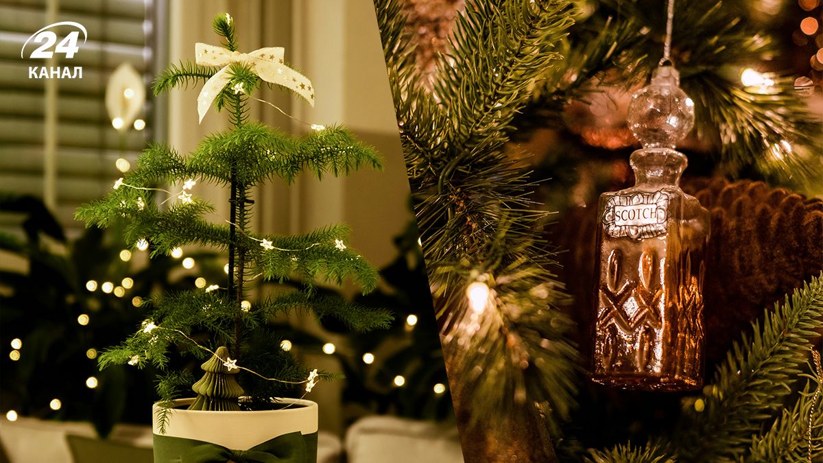 Ялинка у горщику - як обрати та на що звернути увагу Ялинка у горщику - як обрати та на що звернути увагу