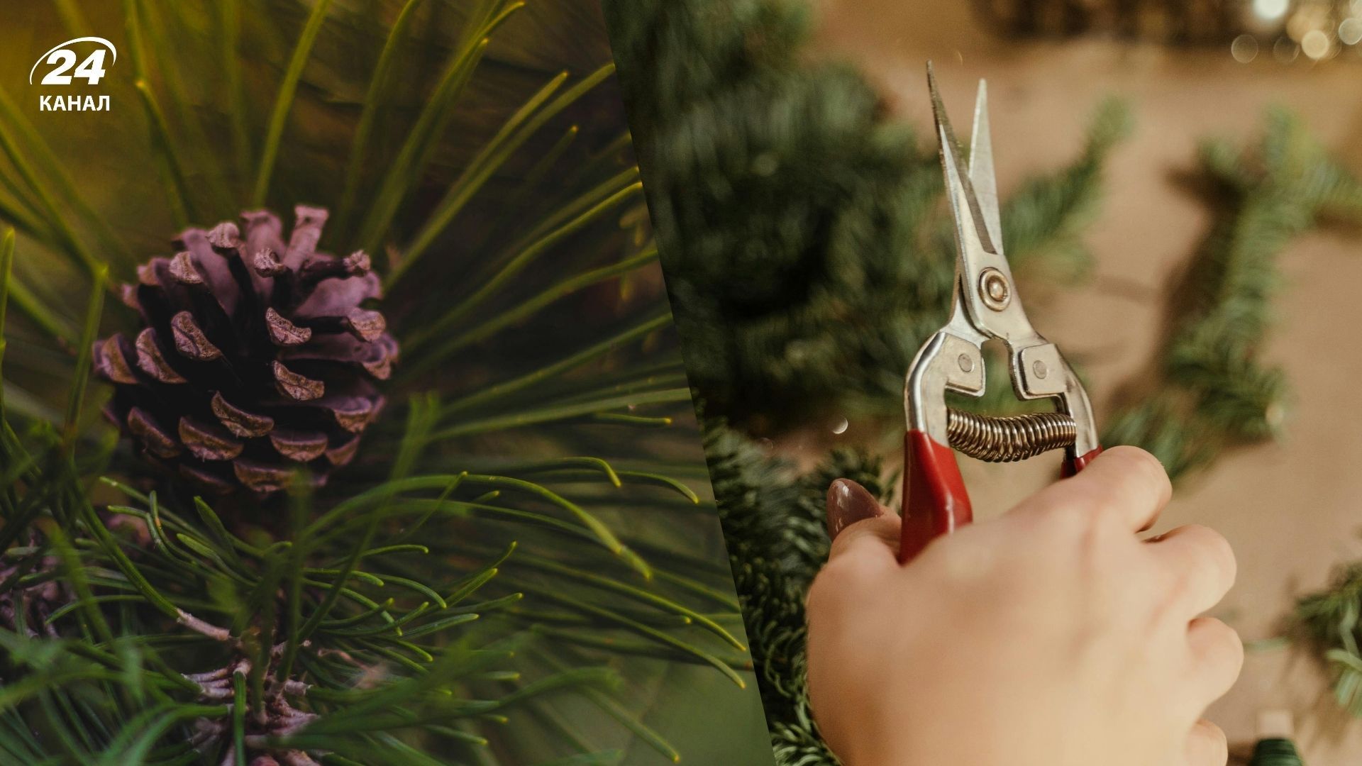 Обрізати ялинку треба для здорового росту і красивої форми Обрізати ялинку треба для здорового росту і красивої форми