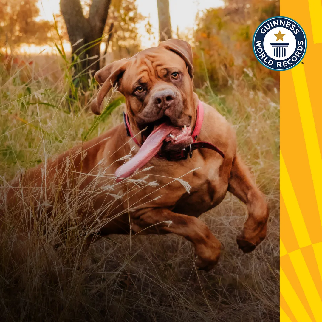 Оззи собака с самым длинным языком семья Пик Оклахома-Сити США Оззи собака с самым длинным языком семья Пик Оклахома-Сити США