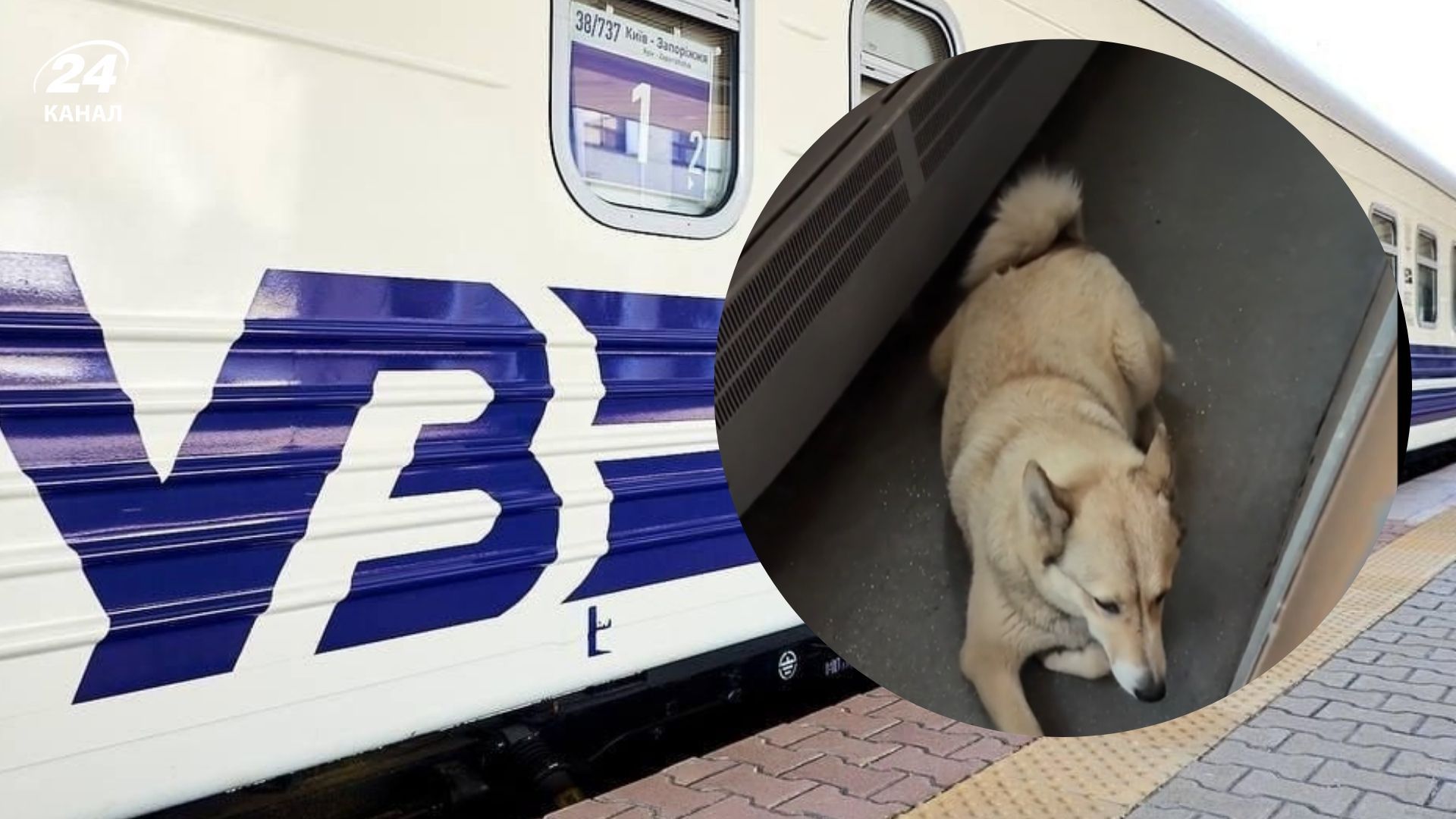 Пес випадков зайшов у потяг і доїхав із Буковеля до Яремче Пес випадков зайшов у потяг і доїхав із Буковеля до Яремче